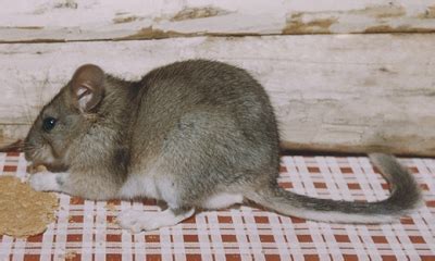 Bushy-tailed woodrat | Oregon Department of Fish & Wildlife