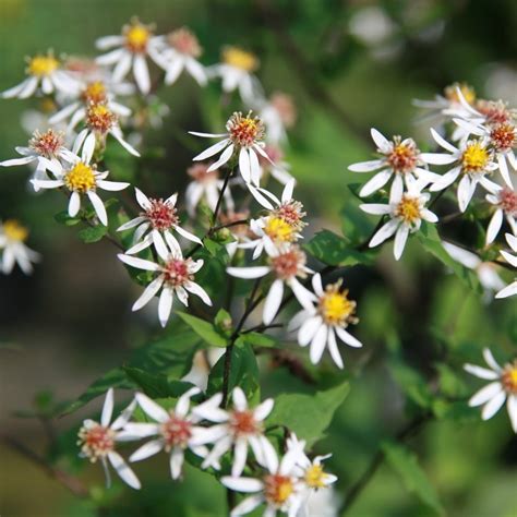 Aster divaricatus White Wood Aster - Keystone Wildflowers