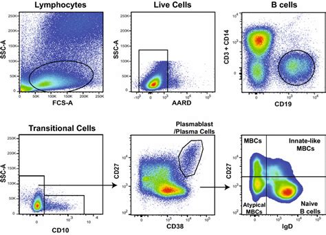 Representative flow cytometry dot plot and gating hierarchy used to ...