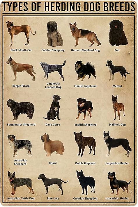 Herding Dog Breed Chart | ubicaciondepersonas.cdmx.gob.mx