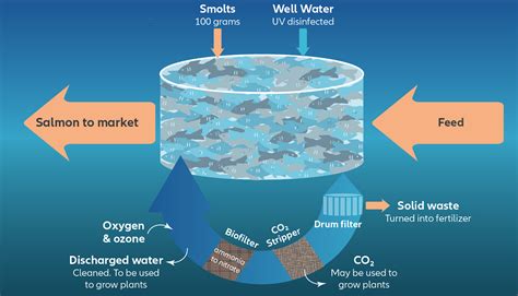 Land-based aquaculture brings investment opportunities | Allianz Global Investors