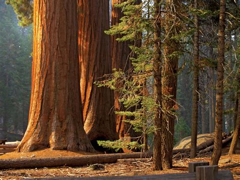 Saving the World’s Largest Trees | Britannica