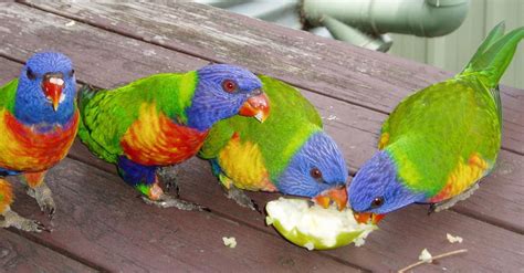 5 Makanan Burung Nuri Terbaik Agar Sehat dan Cepat Bicara | PintarPet