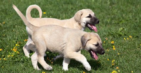 Kangal Shepherd Dog Pictures - AZ Animals