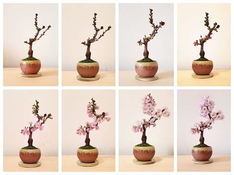 How to Care for Your Cherry Blossom Bonsai Tree