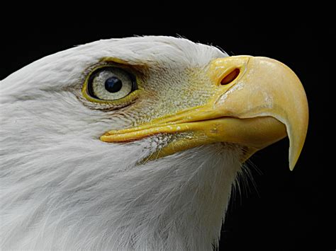 Bald eagle's eye | Bald eagle shot at a predator birds show … | Flickr