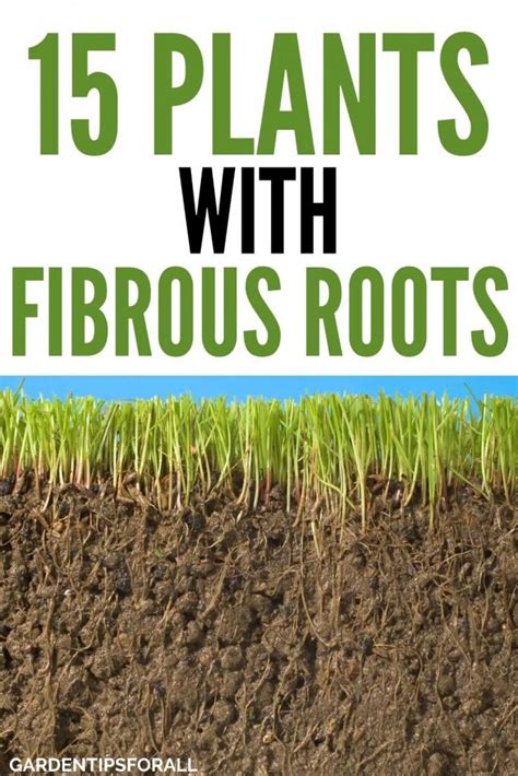 15 Plants with Fibrous Roots (Root System) You Should Know About