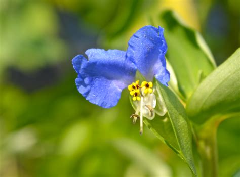 Asiatic Dayflower - Watching for WildflowersWatching for Wildflowers