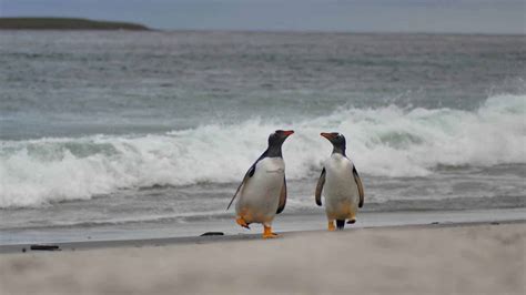 A Complete Guide to the Falkland Islands Penguins