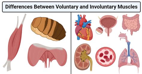 自愿性与非自愿性肌肉-定义，16个差异，例子
