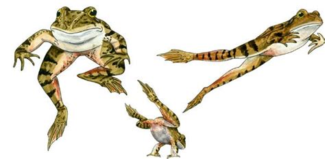 Science Notes 2005: Saving the Jumping Frogs of Calaveras County | Frog illustration, Jumping ...