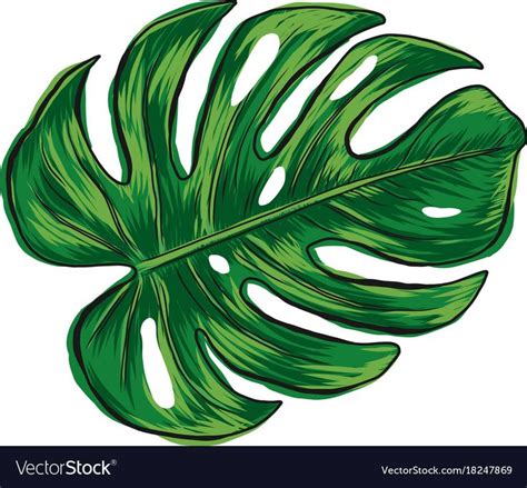 a green tropical leaf on a white background