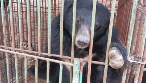 Caged Moon Bears May Have Just Received Their Death Sentence - The Dodo