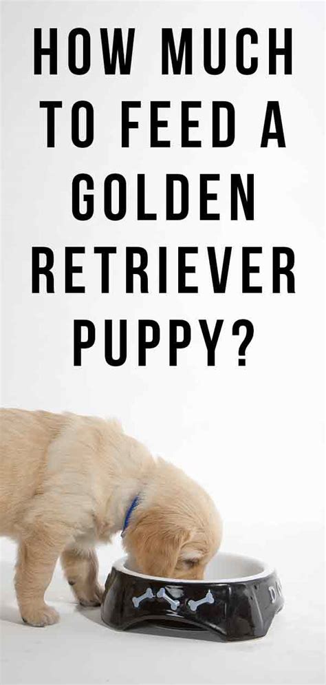 How Much to Feed a Golden Retriever Puppy: Your Questions Answered