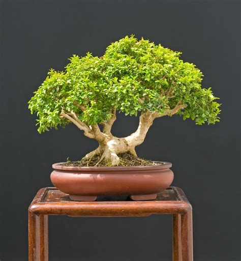 How To Grow Japanese Boxwood Bonsai | Grow A Bonsai Tree