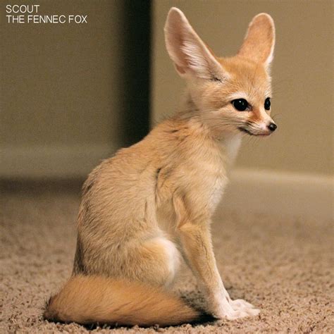 The Dro - scout Archives • The Dro Kitsune, Fennec Fox Pet, Pet Fox ...