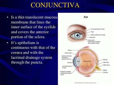 Layers of skin of the Eye Lids, Eye Lashes, Eye Lid Pathology, Anatom…