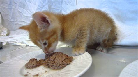 Can 7 Week Old Kittens Eat Dog Food