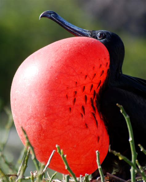 Australian endangered species: Christmas Island Frigatebird