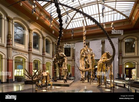 Skeletons of dinosaurs at Berlin Museum of Natural History, Invalidenstrasse, Berlin-Mitte ...