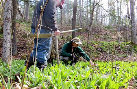 Forest Farming: Supporting Plants & People with Sustainable ...