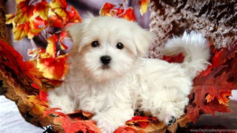 Christmas puppy backgrounds wallpaper.jpg Desktop Background