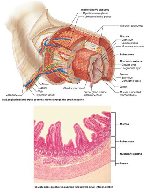 Duodenum anatomy, parts, location, duodenum function & problems