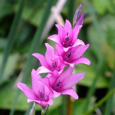 Dierama 'Pink Rocket' - Dorset Perennials