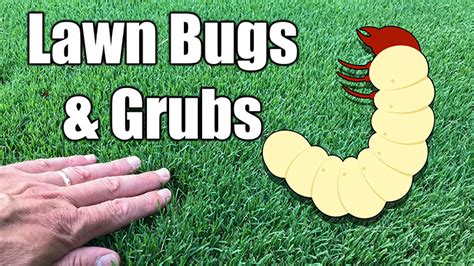 Kill Grubs in Lawn Bermuda Grass Care