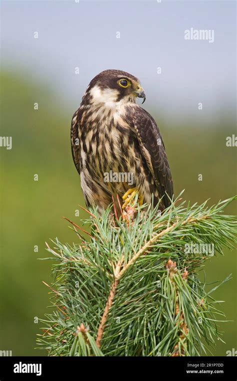 Eurasian Hobby (Falco subbuteo) immature, perched on pine tree, August ...