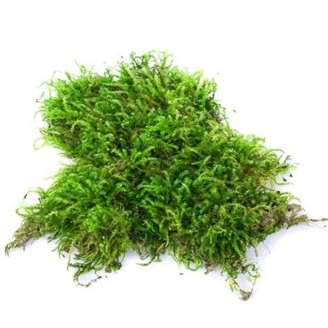 Buy Sphagnum Peat Moss (50gms) - Rs.49/- sale online India