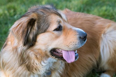 German Shepherd Golden Retriever Mix - The Perfect Family Dog?