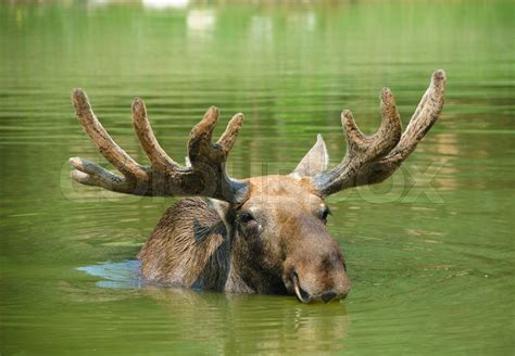 Moose swimming in lake | Stock image | Colourbox