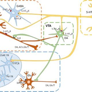 Effect of AS 19 and WAY-100635 on lurasidone-induced neurotransmitter ...