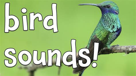 Bird Sounds! Learning the sounds of Birds! - YouTube