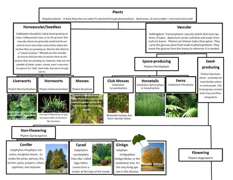 Diagram flow chart of classification of plants. - Brainly.in