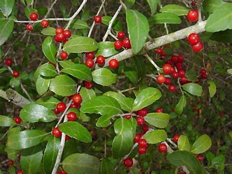 PlantFiles Pictures: Ilex Species, Yaupon Holly, Cassina, Winterberry (Ilex vomitoria) by htop