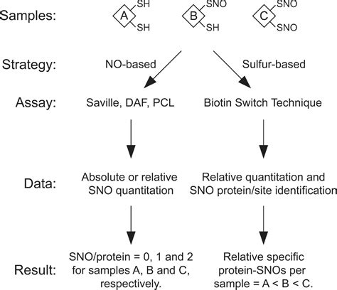 Figure 1 from Detection of protein S-nitrosylation with the biotin ...