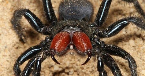 Interesting facts about the Trapdoor spider (Ctenizidae) Arthropoda