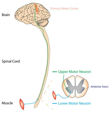 Upper vs Lower Motor Neurone Lesions | LaptrinhX / News