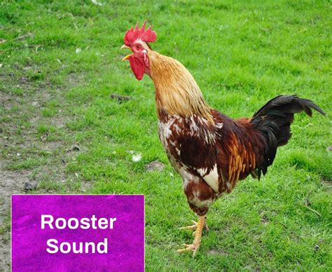 Rooster Sound Effect Free MP3 Download | Mingo Sounds