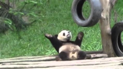 Panda Dance to the Panda Song - YouTube