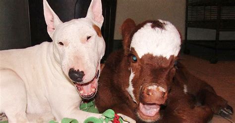 Rescued mini cow is living in paradise with her best friends – dogs!