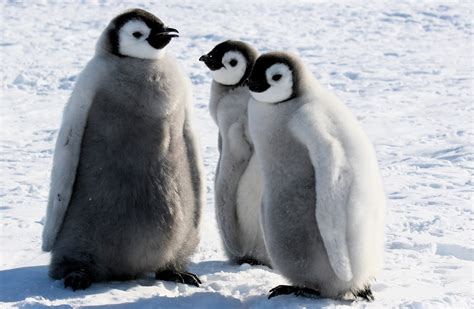 12 Facts about Emperor Penguins - Some Interesting Facts