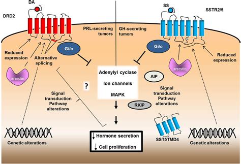 Frontiers | Dopamine and Somatostatin Analogues Resistance of Pituitary ...