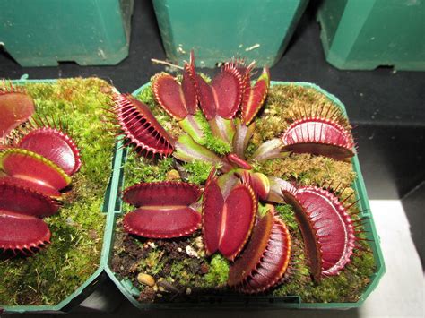 carnivorous plants display Auckland 046 | Gary Higgins | Flickr