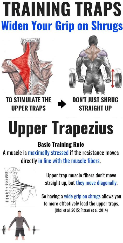 Growing the upper portion of your trapezius muscle can greatly contribute to your physique. Next ...