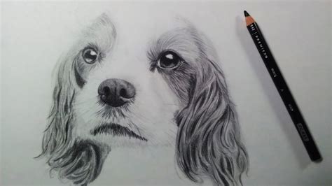 Drawing a Dog (Puppy) - Time Lapse - YouTube