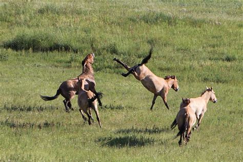 Wildlife tour Mongolia | Birding Mongolia | Nature tour