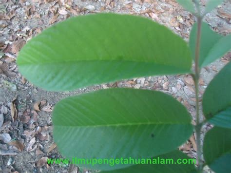 Gambar Klasifikasi Tumbuhan Berbiji Susunan Tulang Daun Gambar Menyirip Mangifera Odorata di ...